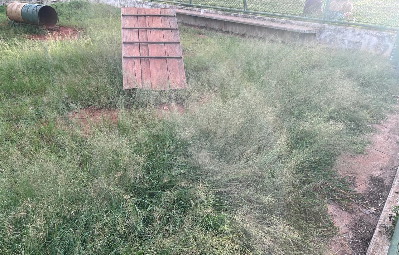 Mato alto toma conta de pet place no Parque Bernardo Élis, em Goiânia