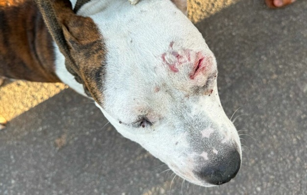 Maus-tratos: Polícia resgata animais domésticos e silvestres em Uruaçu