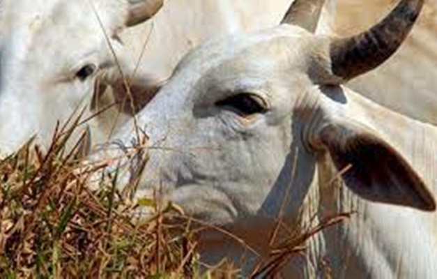 Ministério da Agricultura investiga suspeita de doença da vaca louca no Brasil