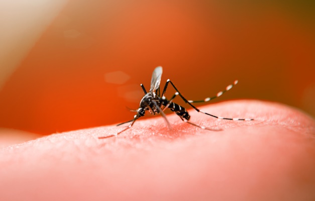 Ministério da Saúde monitora casos de dengue, chikungunya e zika em Goiás