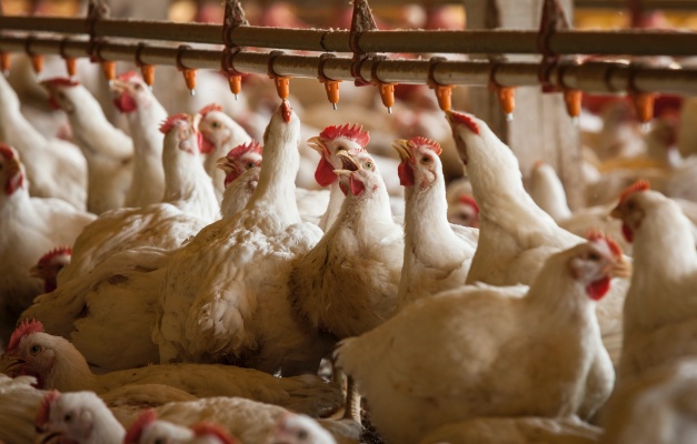 Ministério declara emergência zoossanitária em Montenegro após foco de gripe aviária