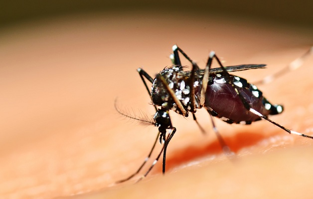 Ministro pedirá liberação de testes com vacina contra dengue