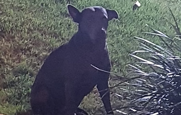 Moradores buscam por tutor de cachorro perdido no Setor Nova Suiça