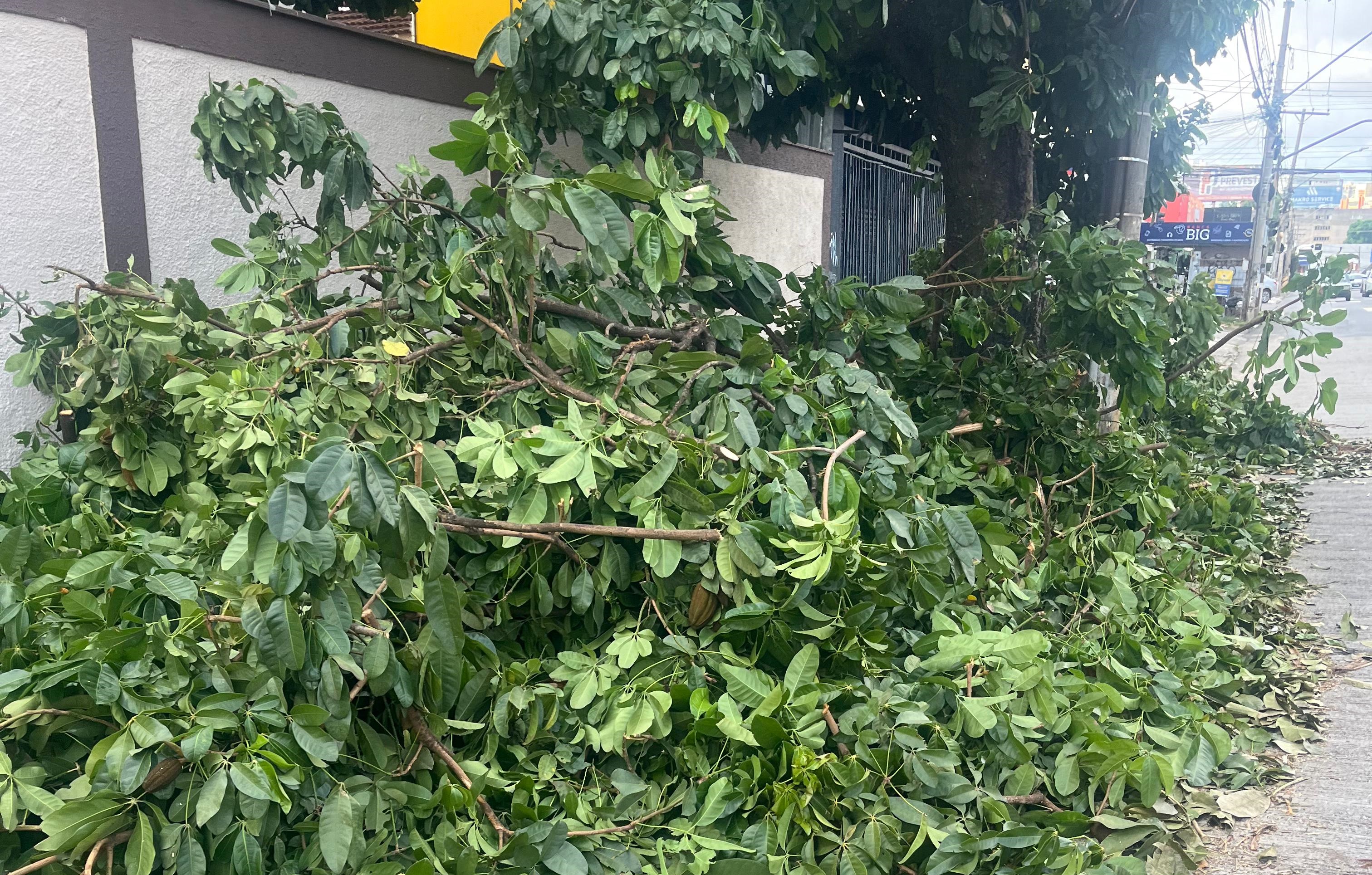 Moradores do Setor Sul reclamam de galhos de árvore em calçada da Avenida 85