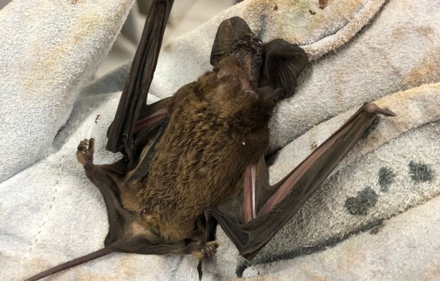 Morcego positivo para raiva é encontrado em Goiânia