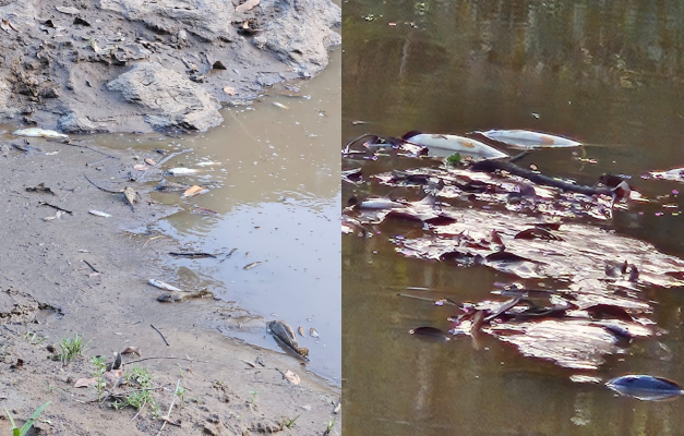Morte de peixes no Rio Piracanjuba preocupa moradores de Morrinhos