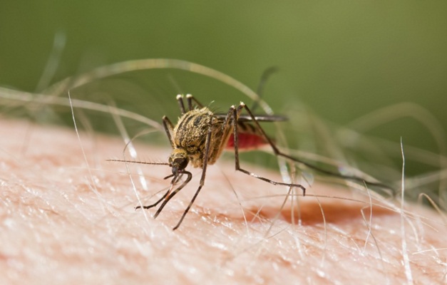 Mosquitos já transmitem 37 vírus no Brasil