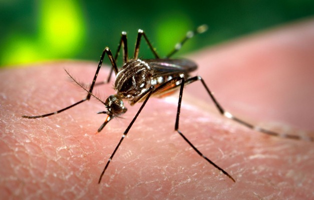 Mosquitos são os principais vetores de doenças em Goiás