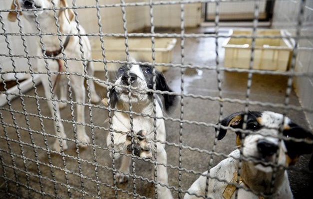 MP-GO quer que Prefeitura de Goiânia receba animais de abrigo em despejo