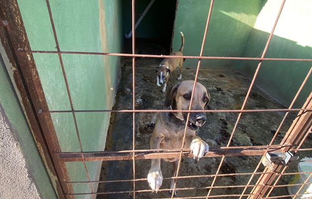 MPGO flagra irregularidades e maus-tratos a animais em ONG de Caldas Novas