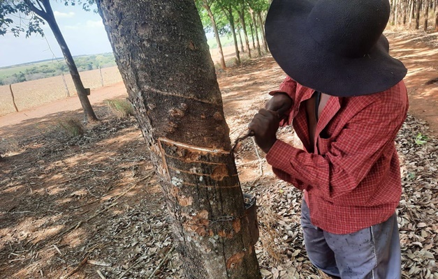 Mudança na tributação beneficia 5 mil pessoas que atuam na produção de látex