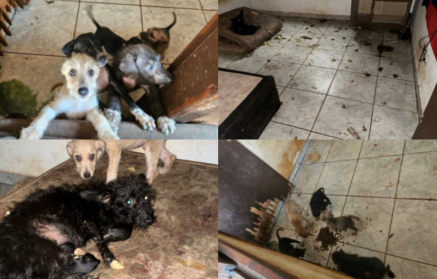 Mulher muda de casa e abandona nove animais de estimação em Goiânia