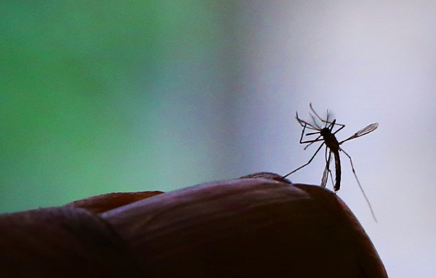 Mulheres podem ter risco maior de infecção por zika