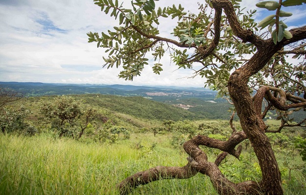 Nova plataforma da UFG identifica desmatamentos no Cerrado