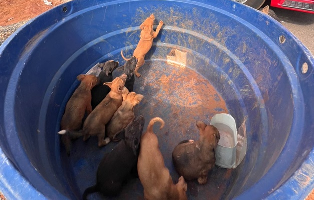 Nove filhotes de cachorro presos em buracos são resgatados em Goiatuba