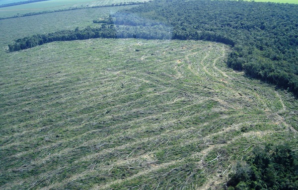 Número de árvores no planeta caiu 46% desde o início da agricultura