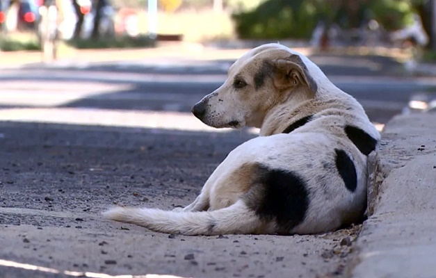 OAB Goiás lança campanha contra o abandono de animais