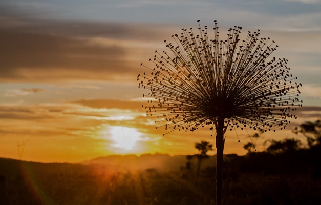 Oficina de fotografia com celular valoriza o Cerrado em Pirenópolis