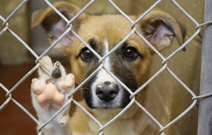 Omissão no cuidado está entre os crimes mais comuns de maus-tratos a animais