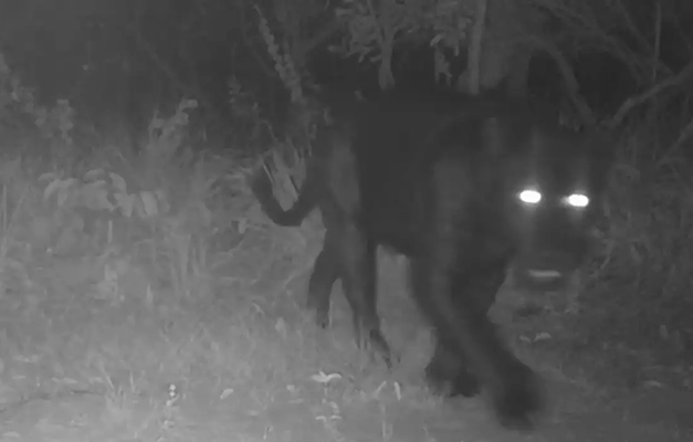 Onça-preta é registrada pela 1ª vez em reserva de Goiás