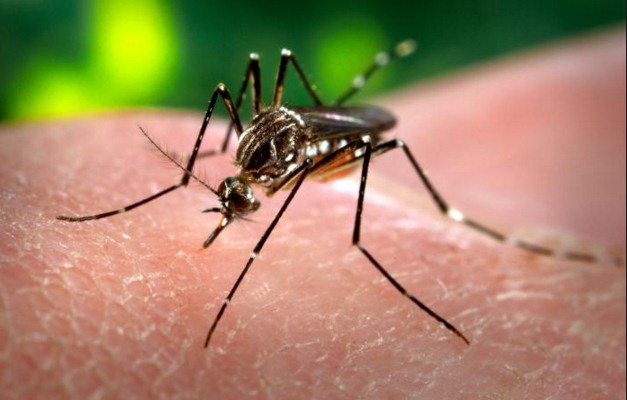 ONU discute uso de radiação nuclear para conter Aedes aegypti 