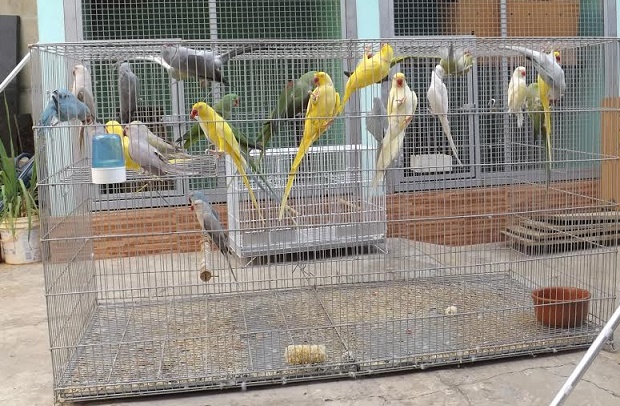 Operação apreende animais silvestres em Goiânia