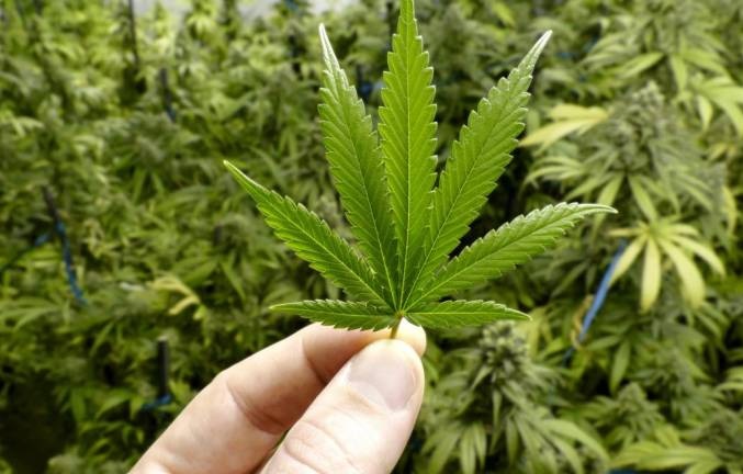 Pai e filha conquistam autorização para plantar cannabis em casa, em Goiânia