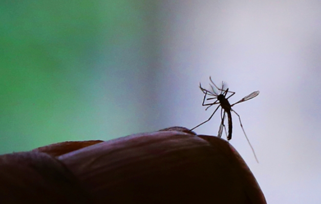 País registra mais de 3 mil casos de más-formações ligadas ao zika