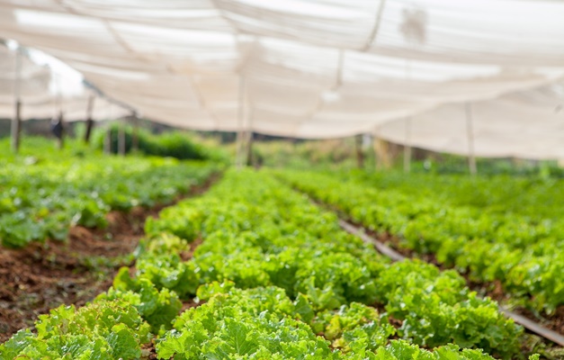Perda de alimentos no campo é problema social, econômico e ambiental