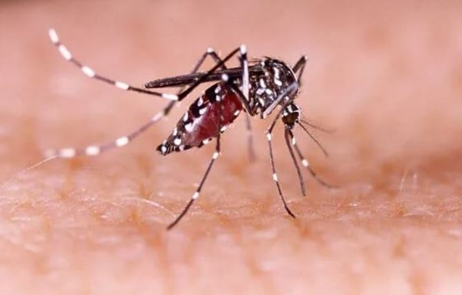 The rainy season and light holidays are a warning of the spread of Aedes aegypti