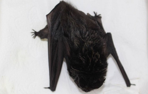 Pesquisa internacional da UFG avalia características do voo em morcegos