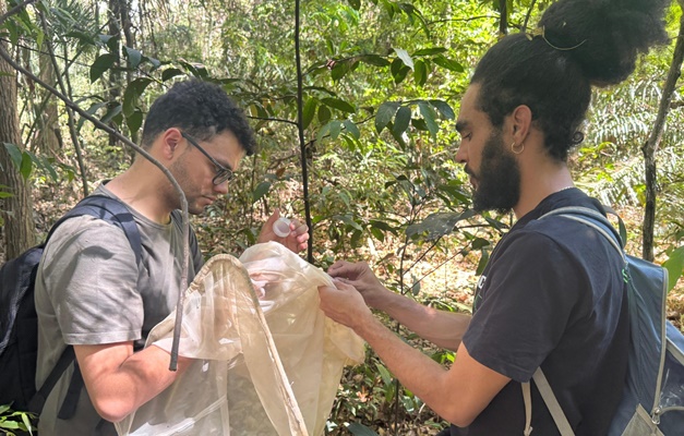 Pesquisa realiza inventário de abelhas silvestres nos parques de Goiânia