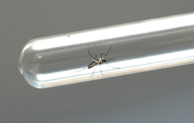 Pesquisador da UFG desenvolve imunossensor para detectar dengue e zika