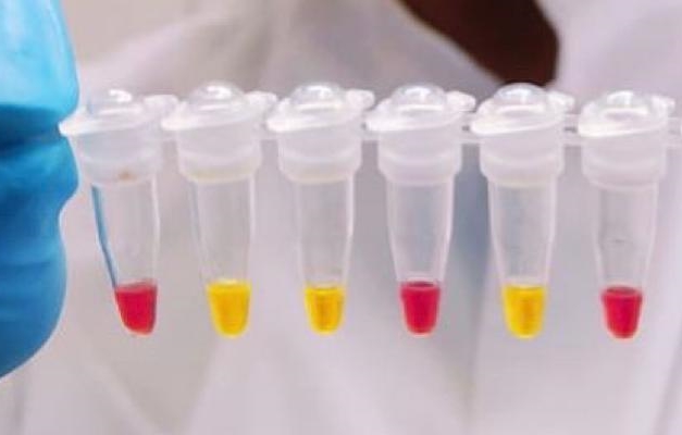 Pesquisadores da UFG desenvolvem novo teste para varíola dos macacos
