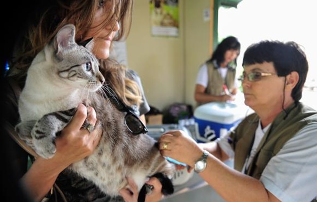 Pet shops terão de manter veterinário para inspeções diárias