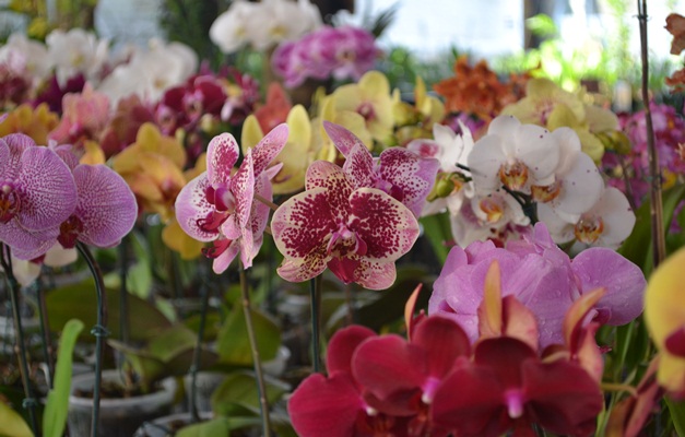 Piracanjuba recebe a 35ª Exposição Nacional de Orquídeas