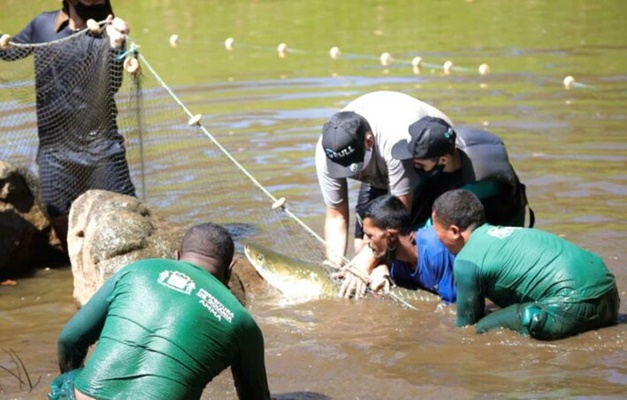 Pirarucu é retirado de lago no Jaó e levado para a UFG em Goiânia
