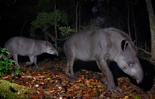 Pireneus Selvagem estreia no Cine Cultura em Goiânia
