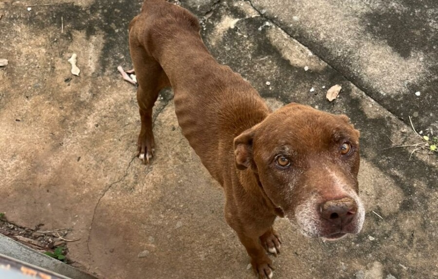 Pit Bull é encontrado sem água e sem comida em casa de Caldas Novas