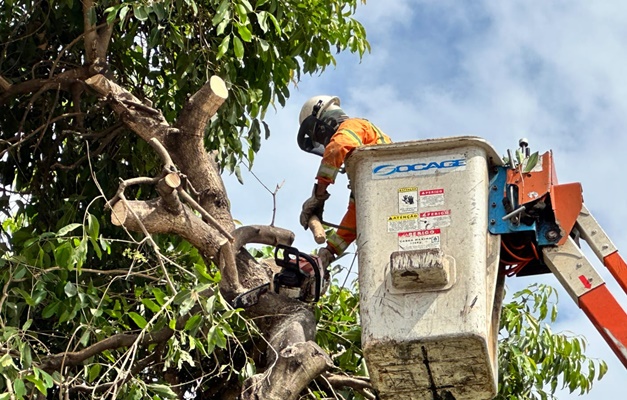 Poda preventiva de árvores em Goiânia ganha reforço neste sábado (23/3)