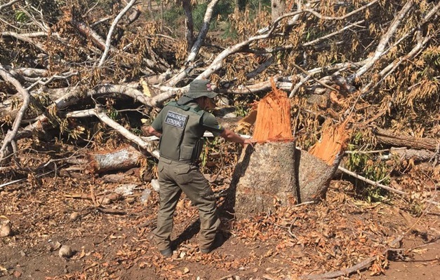 Polícia Ambiental e Semad flagram desmatamento irregular em Itapirapuã