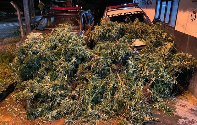 Polícia Civil apreende 100 pés de maconha em chácara de Niquelândia