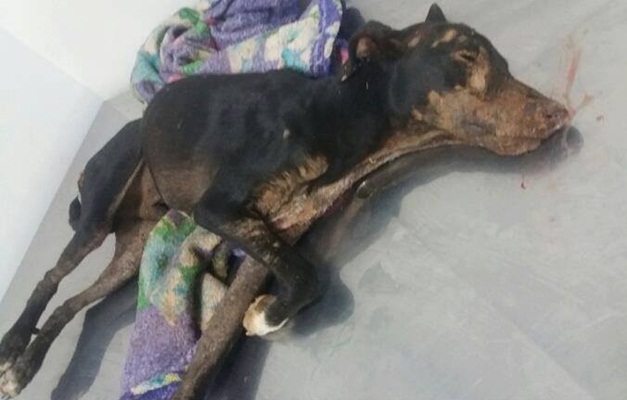Polícia investiga caso de cachorro que morreu após ser espancado pelo dono 