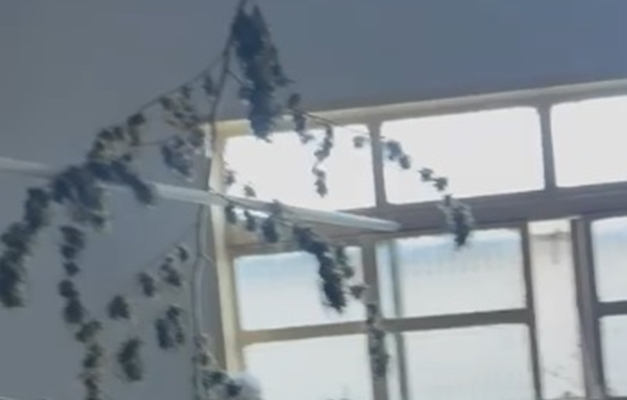 Polícia Militar desmonta laboratório de maconha em Aparecida de Goiânia