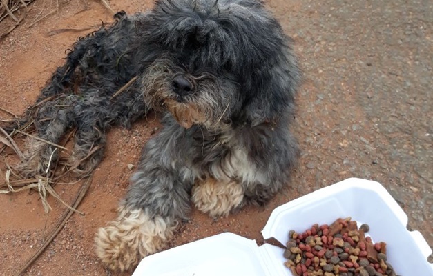 Policiais militares resgatam cadela com sinais de maus tratos em Goiânia 
