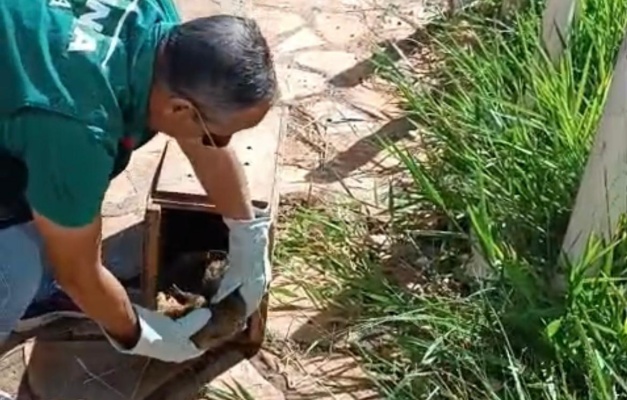 População pode solicitar resgate de animais silvestres pelo app Gyn 24h