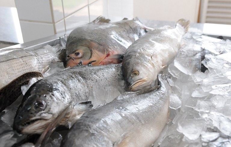 Preços de pescados em Goiânia têm variações de até 209%, diz Procon