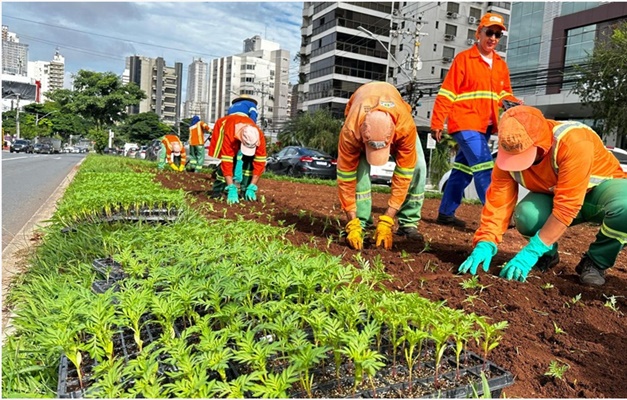 Prefeitura anuncia força-tarefa de paisagismo em avenidas de Goiânia