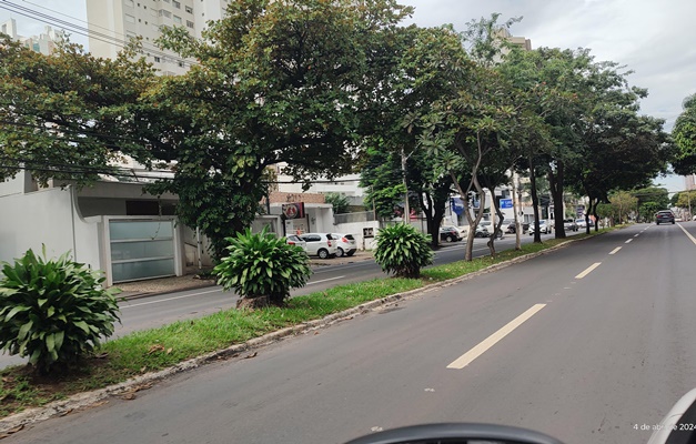 Prefeitura anuncia plantio de 295 árvores na avenida T-9, em Goiânia 