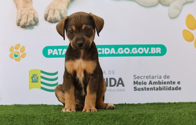 Prefeitura de Aparecida realiza evento de adoção de cães e gatos 
